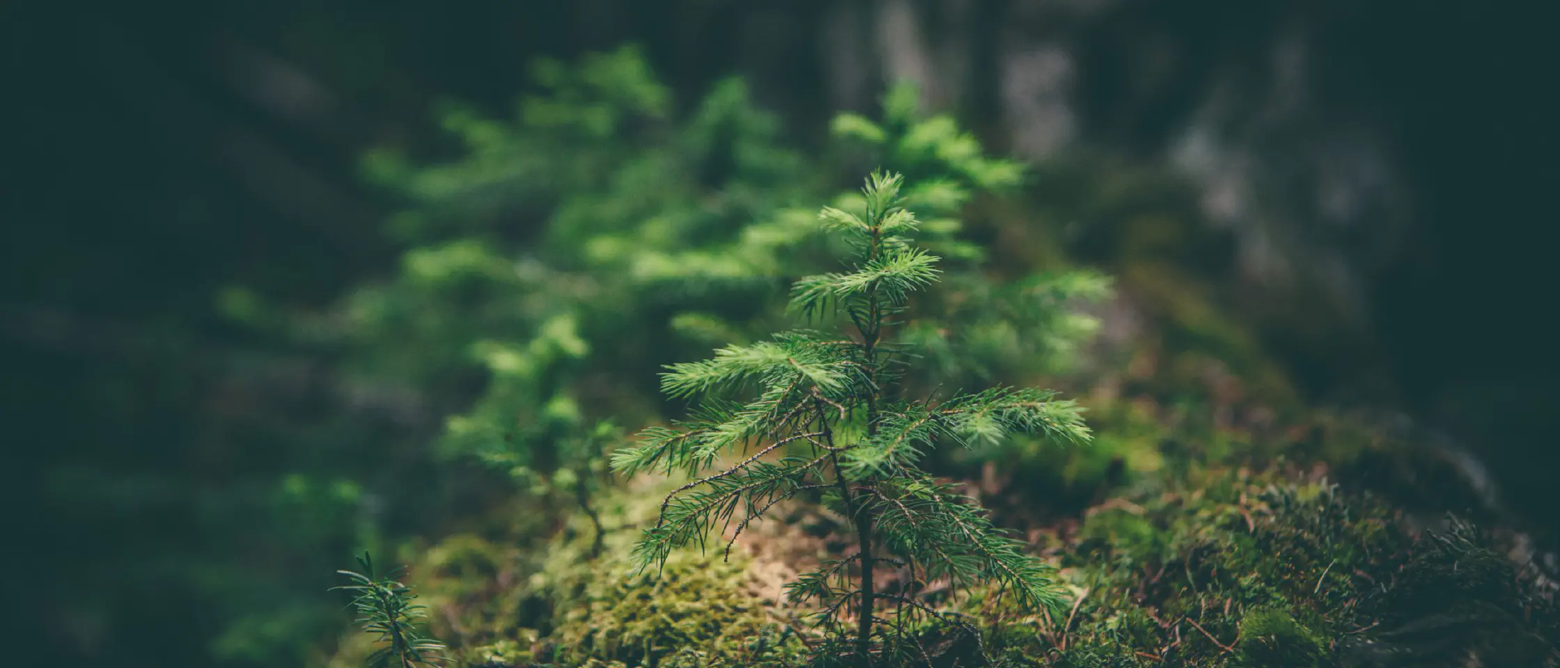 How to set up and use environment variables in your react app
